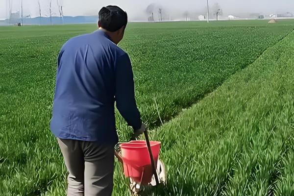 旱地小麦产量怎么提高,要尽可能多施有机肥