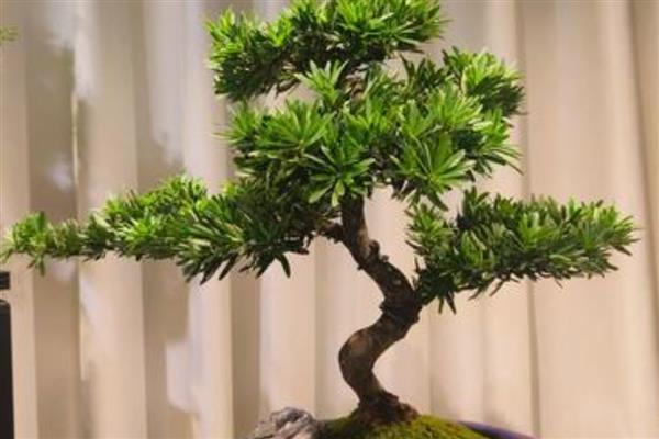 怎么养罗汉松,冬季温度不能低于10℃