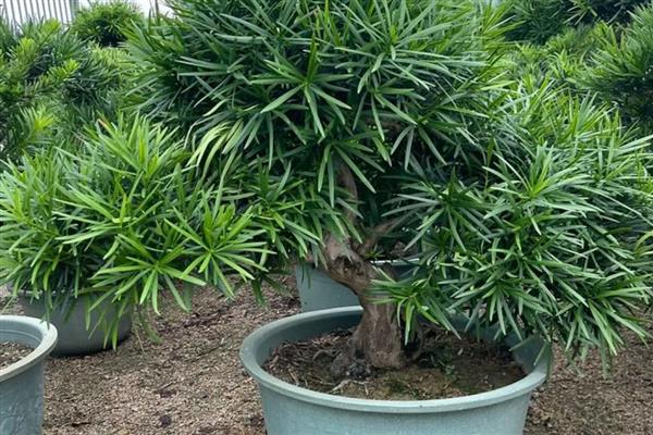 怎么养罗汉松,冬季温度不能低于10℃