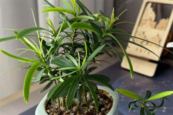 怎么养罗汉松,冬季温度不能低于10℃