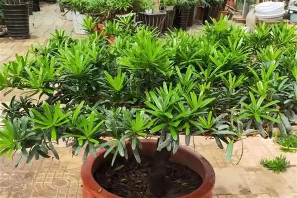 怎么养罗汉松,冬季温度不能低于10℃