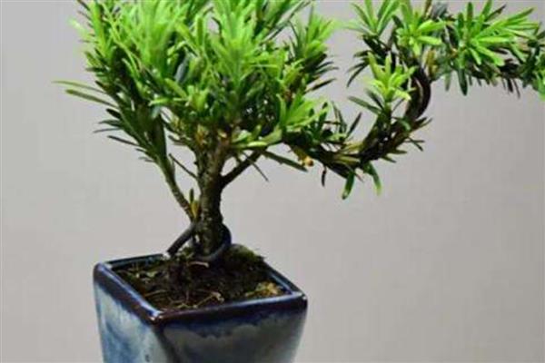 怎么养罗汉松,冬季温度不能低于10℃