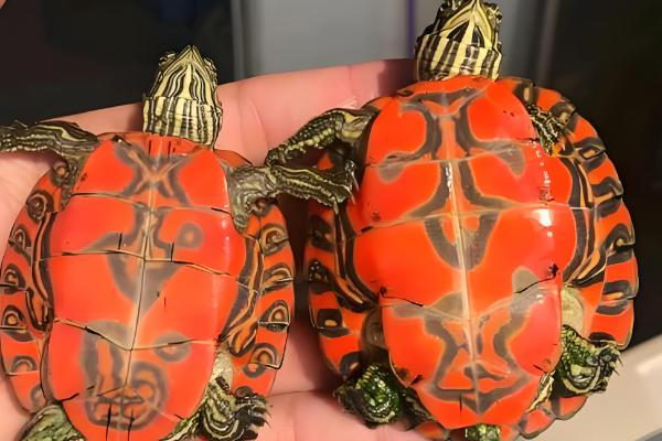 阿拉巴马龟能长多大，成年之后可长至35-45厘米