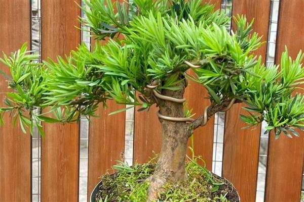 怎么养罗汉松,冬季温度不能低于10℃