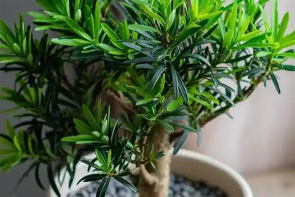 怎么养罗汉松,冬季温度不能低于10℃