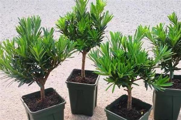 怎么养罗汉松,冬季温度不能低于10℃