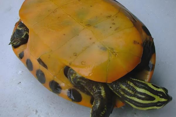 阿拉巴马龟能长多大，成年之后可长至35-45厘米