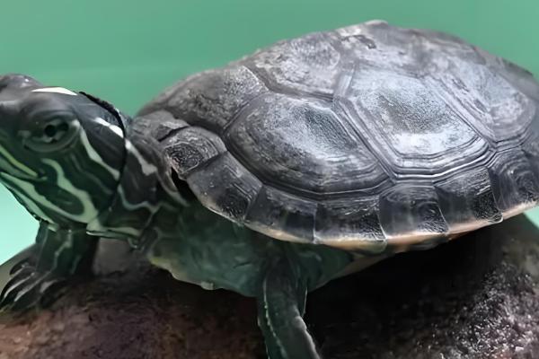 阿拉巴马龟能长多大，成年之后可长至35-45厘米