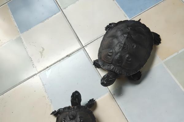 阿拉巴马龟能长多大，成年之后可长至35-45厘米