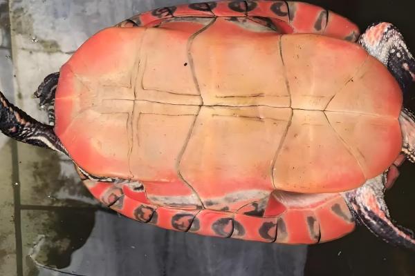 阿拉巴马龟能长多大，成年之后可长至35-45厘米