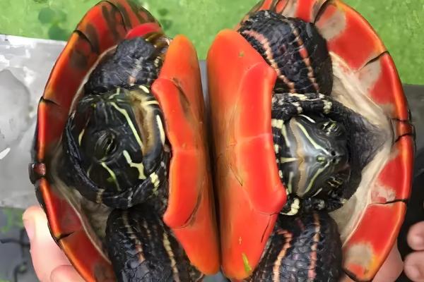 阿拉巴马龟能长多大，成年之后可长至35-45厘米