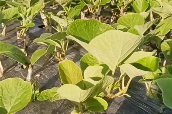 猕猴桃的打顶时间,主要集中在5-6月份