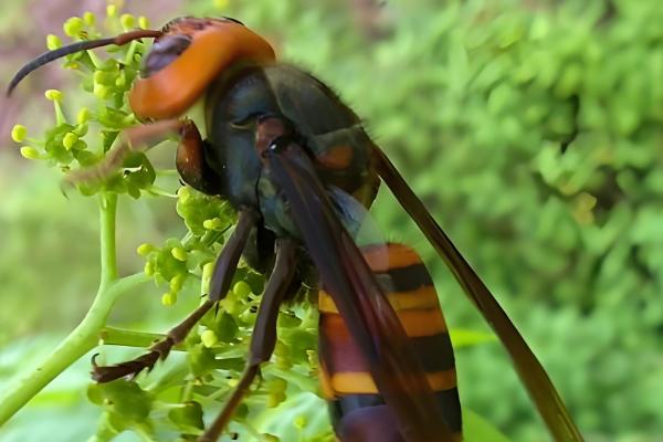 牛角蜂简介，是民间对某些胡蜂的俗称