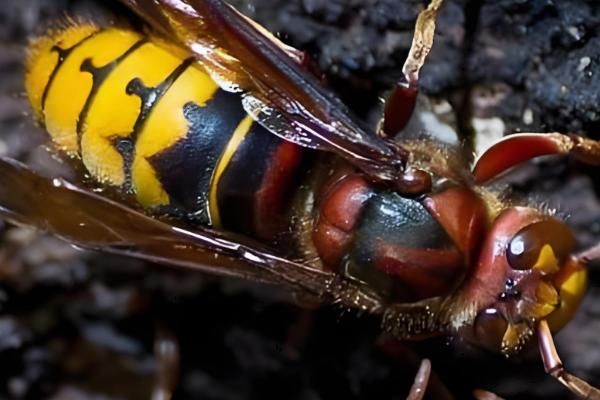 牛角蜂简介，是民间对某些胡蜂的俗称