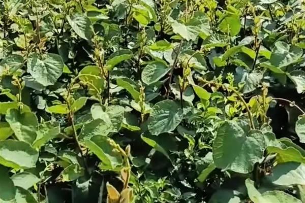 猕猴桃的打顶时间,主要集中在5-6月份