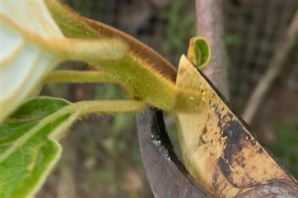 猕猴桃的打顶时间,主要集中在5-6月份