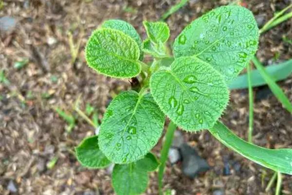 猕猴桃的打顶时间,主要集中在5-6月份