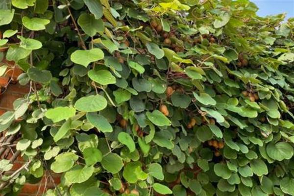 猕猴桃的打顶时间,主要集中在5-6月份