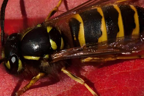 牛角蜂简介，是民间对某些胡蜂的俗称