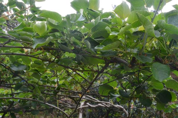 猕猴桃的打顶时间,主要集中在5-6月份