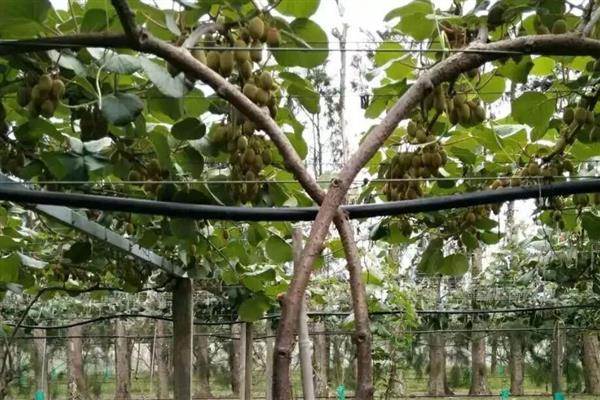 猕猴桃的打顶时间,主要集中在5-6月份