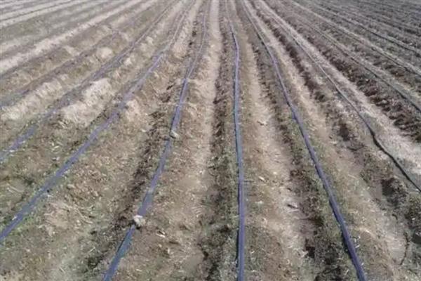 冬季滴灌系统如何防冻,及时排水防冻