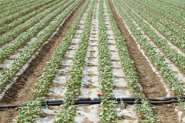 冬季滴灌系统如何防冻,及时排水防冻