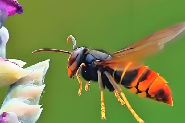 牛角蜂简介，是民间对某些胡蜂的俗称