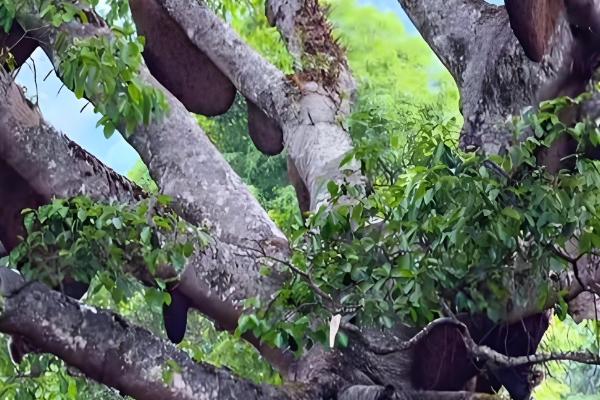 牛角蜂简介，是民间对某些胡蜂的俗称