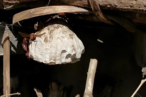 牛角蜂简介，是民间对某些胡蜂的俗称