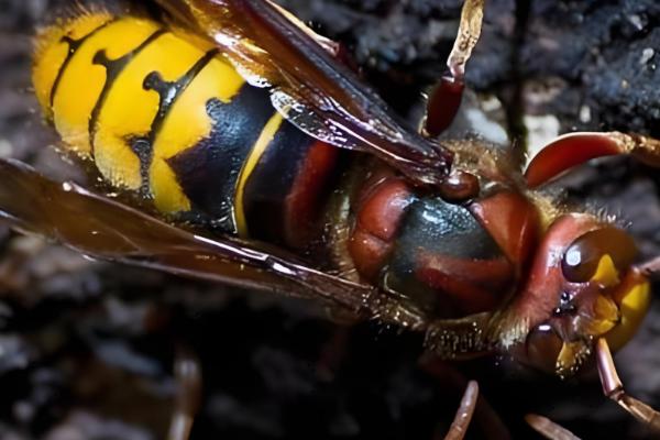 牛角蜂简介，是民间对某些胡蜂的俗称