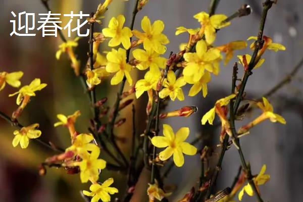 4月开花的植物，有迎春花、桃花等