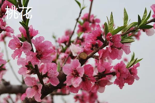 4月开花的植物，有迎春花、桃花等
