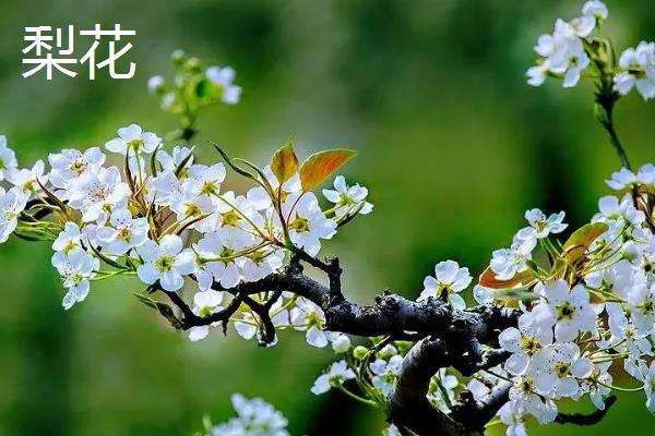 4月开花的植物，有迎春花、桃花等