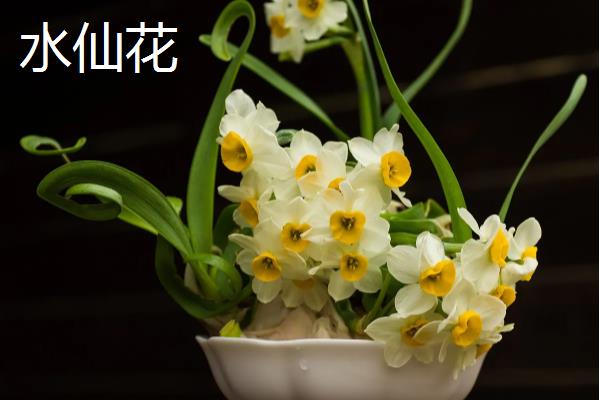 4月开花的植物，有迎春花、桃花等