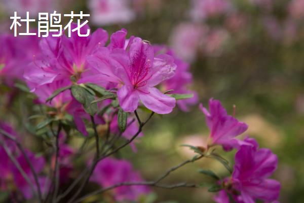 4月开花的植物，有迎春花、桃花等