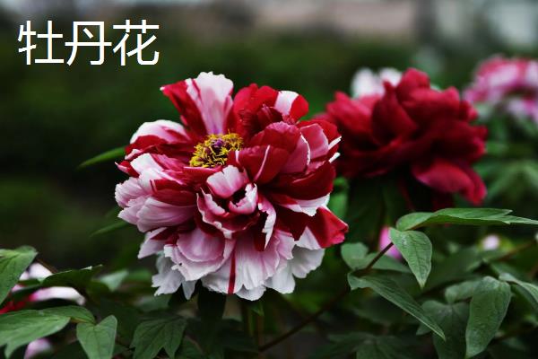 4月开花的植物，有迎春花、桃花等