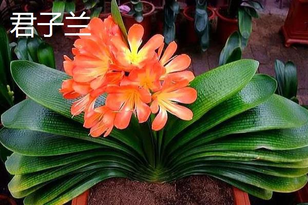 4月开花的植物，有迎春花、桃花等