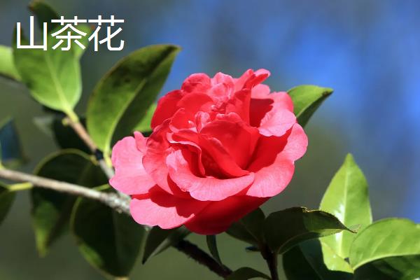 4月开花的植物，有迎春花、桃花等