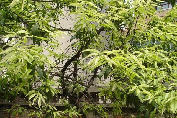 4月开花的植物，有迎春花、桃花等