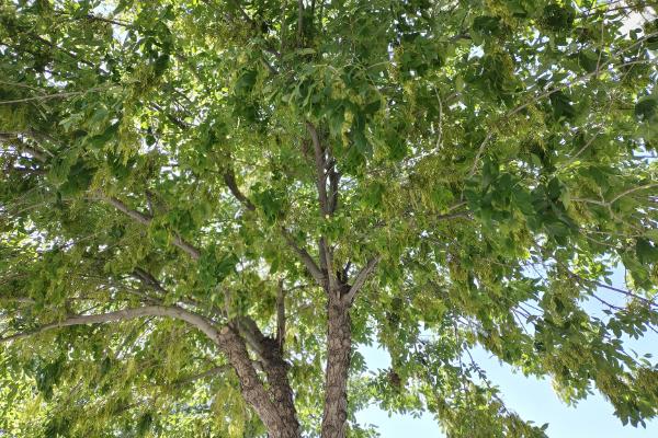 4月开花的植物，有迎春花、桃花等