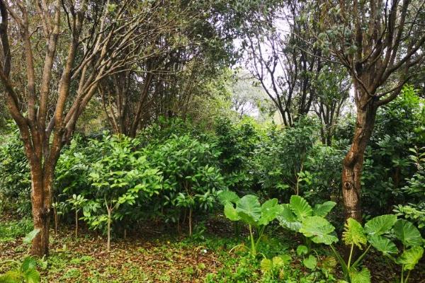 4月开花的植物，有迎春花、桃花等