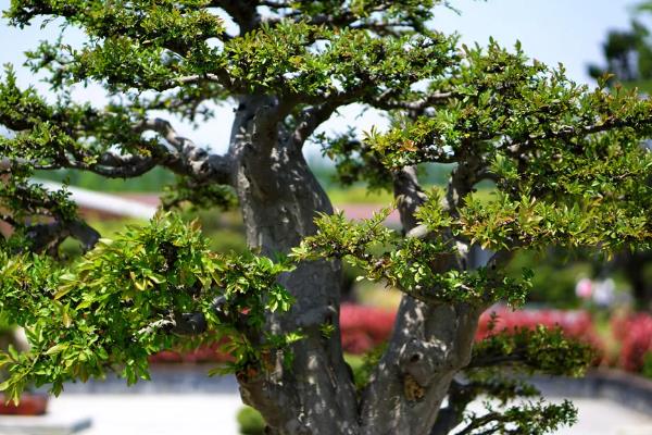 4月开花的植物，有迎春花、桃花等