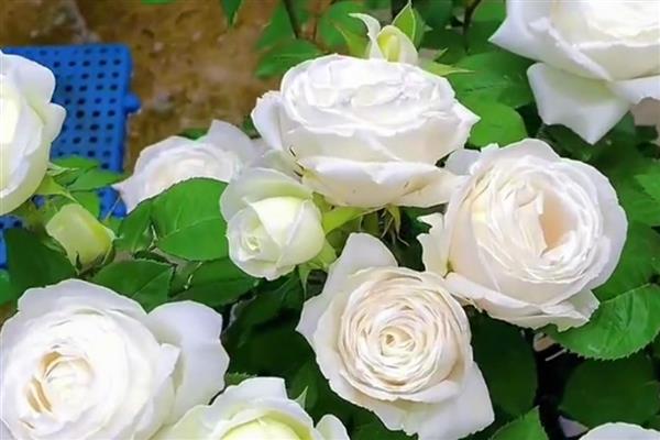 狂欢泡泡有什么花语,代表财富、胜利、热情