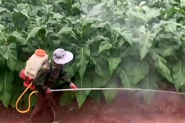 药剂什么时候打，冬季应在温度回升时喷药