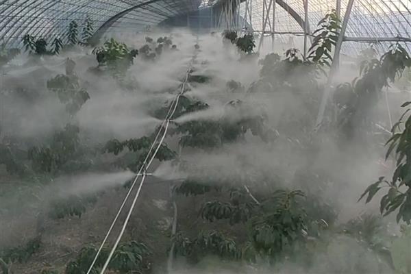 药剂什么时候打，冬季应在温度回升时喷药