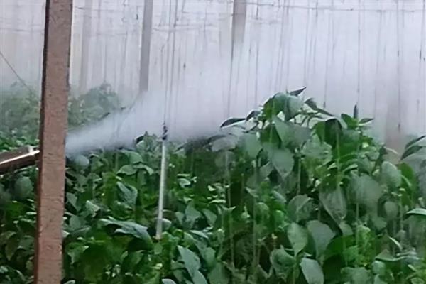 药剂什么时候打，冬季应在温度回升时喷药