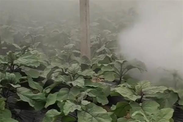 药剂什么时候打，冬季应在温度回升时喷药