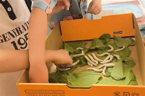 养活幼蚕的方法，平时饲喂鲜嫩的桑叶