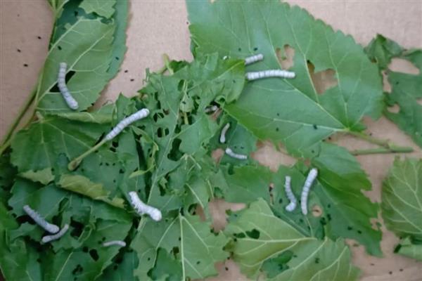 养活幼蚕的方法，平时饲喂鲜嫩的桑叶